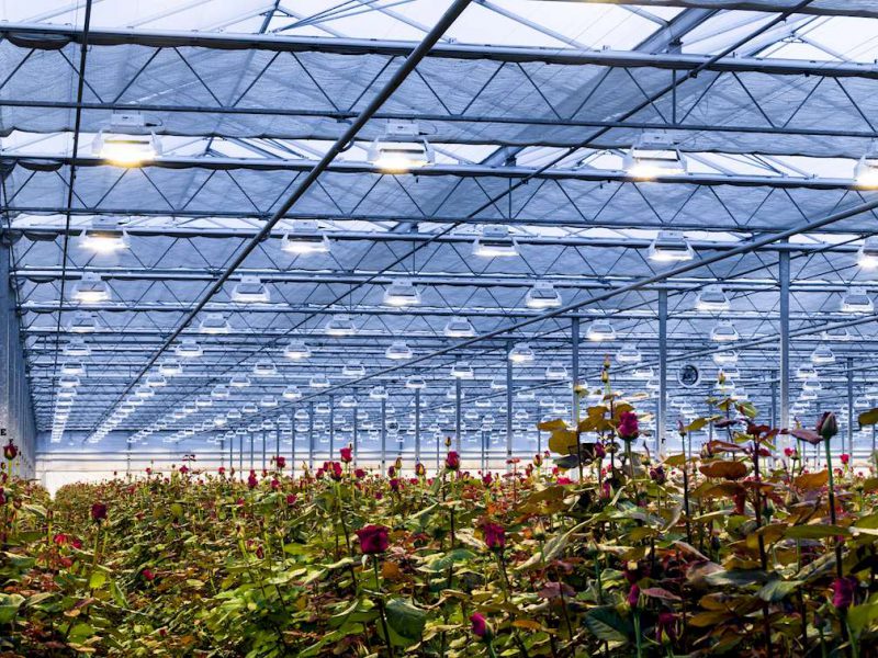 Agrolux Horticultural & Greenhouse Lighting - AIS Greenworks
